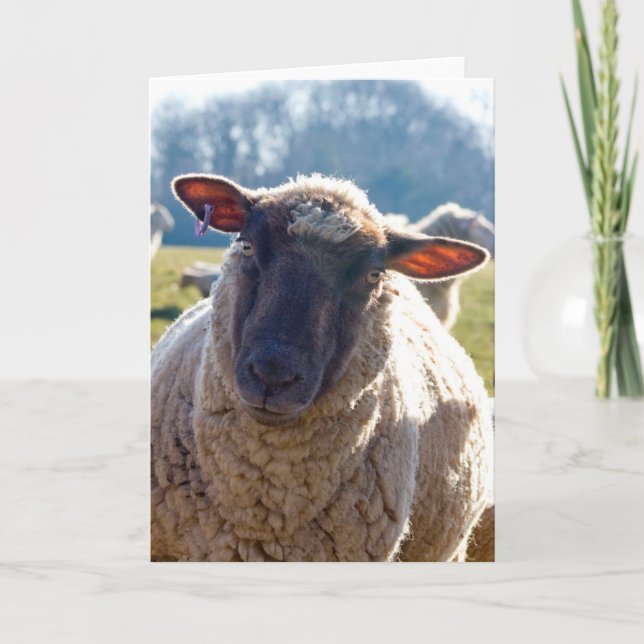 "Look Into My Eyes" Sheep Greetings Card (Front)