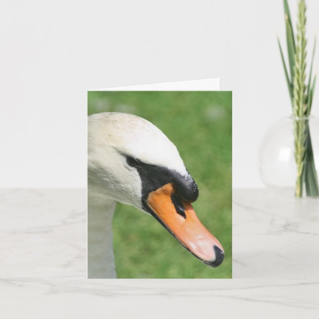 Look Of Kings Swan Nature Photography  Note Card (Front)