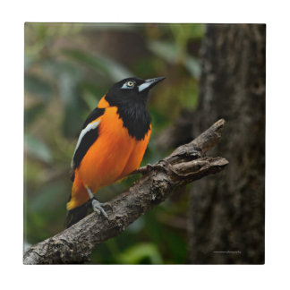 Look to the Sky Tile