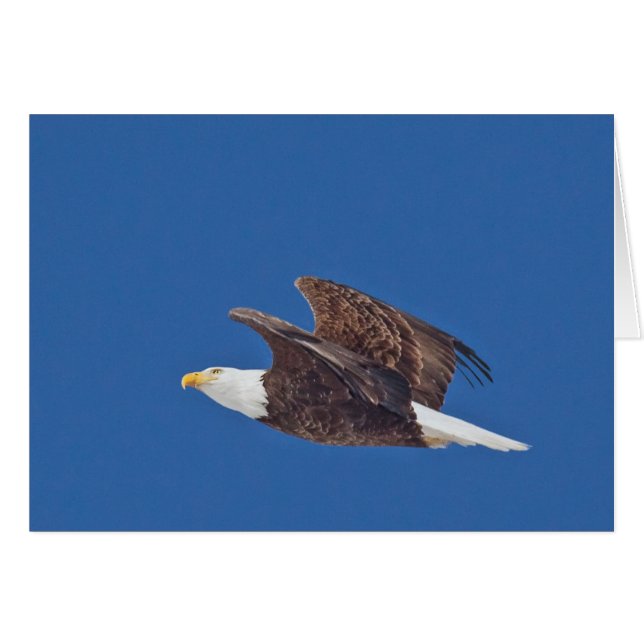 Look Up, Bald Eagle (Front Horizontal)