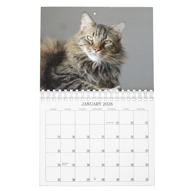 Look What the Cat Brought In Rescue 2015 Calendar (Jan 2026)