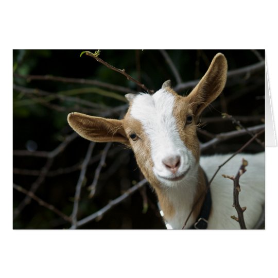 "Look Who it is! A Goat" Card