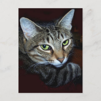 lookhatme postcard