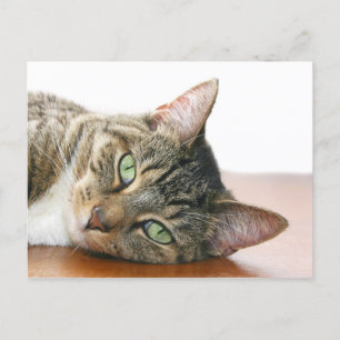 Looking at you cat postcard