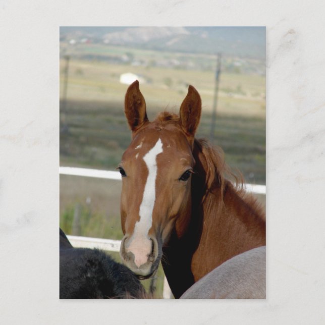 Looking At You Postcard (Front)