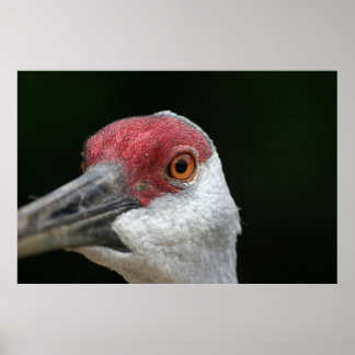 Looking at you [Sandhill Crane] Poster