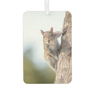 Looking at You! Squirrel Air Freshener