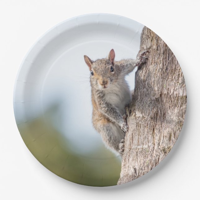 Looking at You! Squirrel Paper Plates (Front)