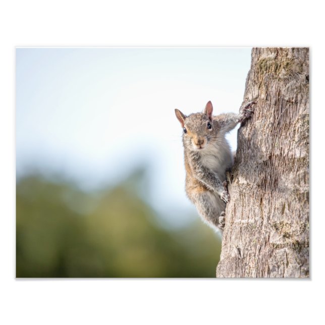 Looking at You! Squirrel Photo Prints (Front)