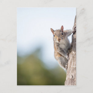 Looking at You! Squirrel Postcard