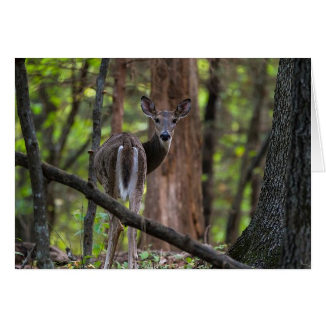 Looking Back Painterly (Front Horizontal)