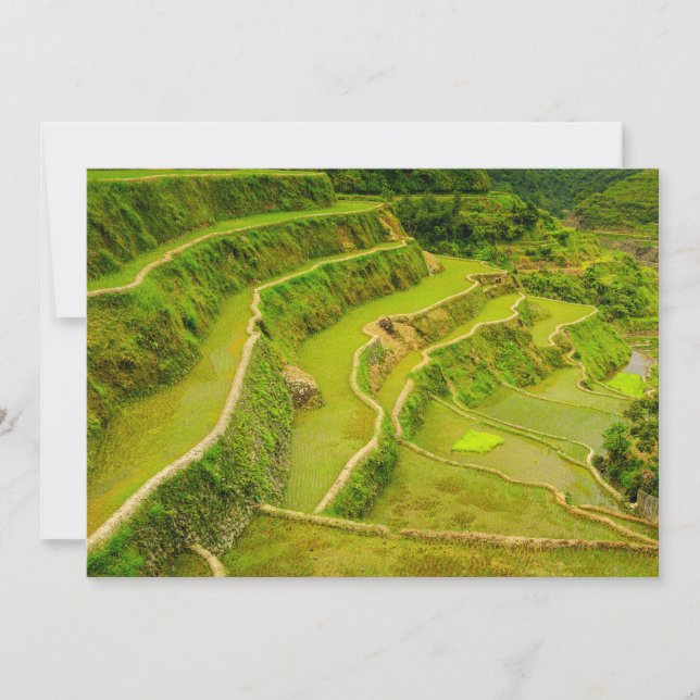 Looking Down On Rice Fields Thank You Card (Front)
