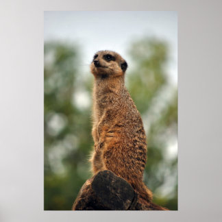 Looking for Love Poster