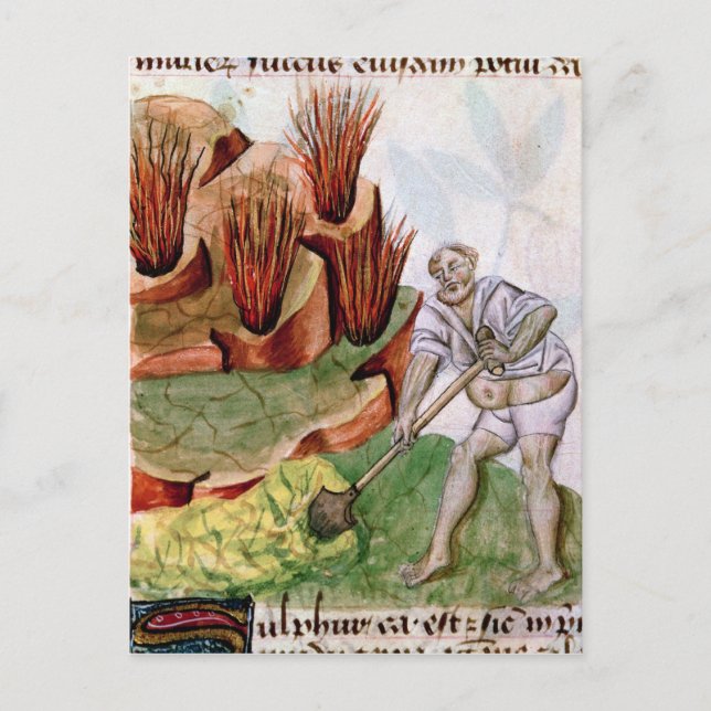 Looking for Sulphur,  Dioscorides' 'De Herbis' Postcard (Front)