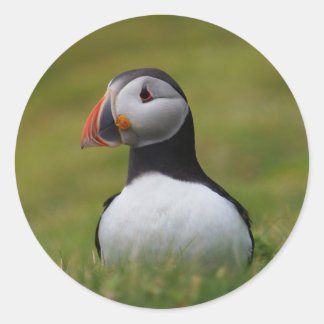 Looking for the Burrow Puffin Classic Round Sticker
