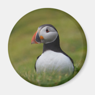 Looking for the Burrow Puffin Magnet