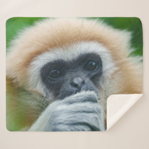 Looking Into The Eyes Of A Lar Gibbon Sherpa Blanket