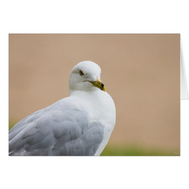 Looking Out (Front Horizontal)