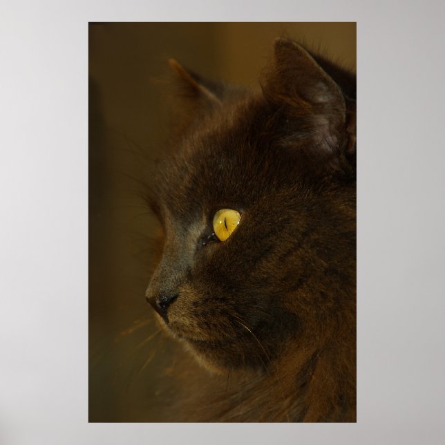 Looking Out Poster (Front)