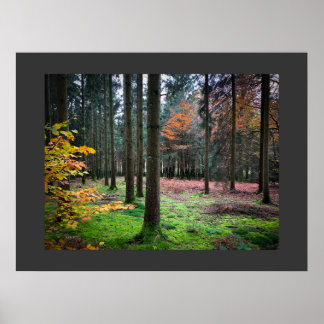 "Looking through trees in the Belgian Ardennes" Poster