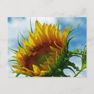 Looking Towards the Sun Postcard