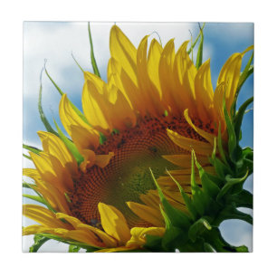 Looking Towards the Sun Tile