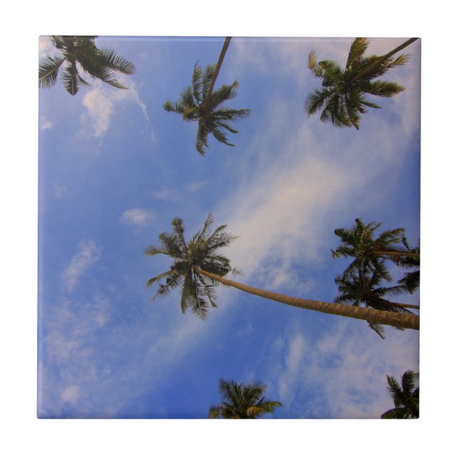 Looking up at beautiful palm trees blue sky tile (Front)