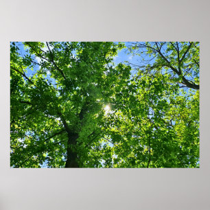 Looking Up at Green Leaves and Blue Sky - Romania Poster