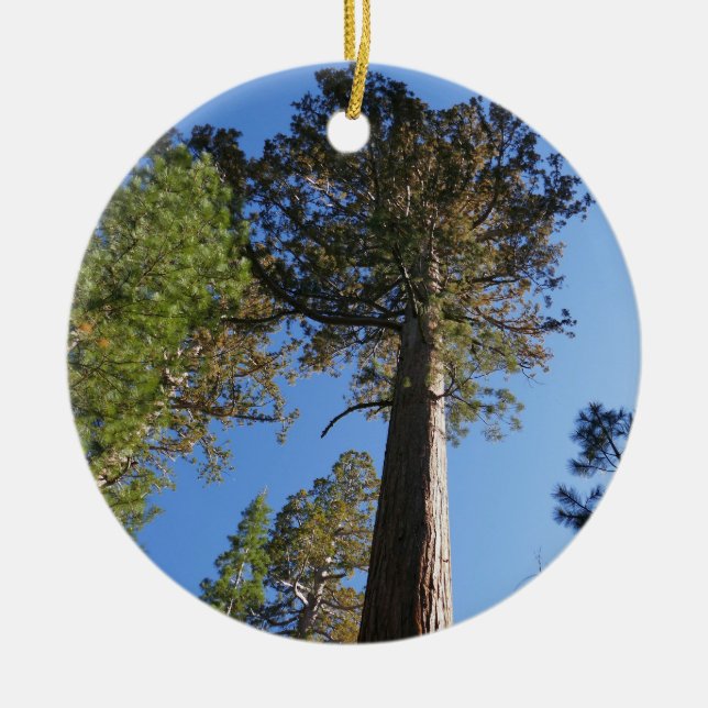 Looking Up at Mariposa Grove Ceramic Tree Decoration (Front)