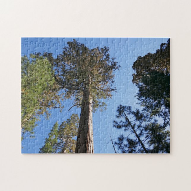 Looking Up at Mariposa Grove Jigsaw Puzzle (Horizontal)