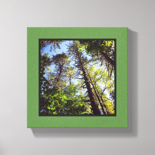Looking up at the Trees Canvas Print