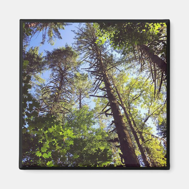 Looking up at the Trees Magnet (Front)