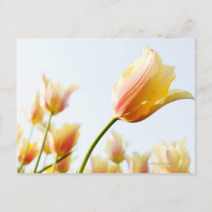 looking up at tulips growing in a garden postcard