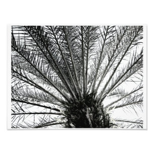 Looking Up // Black and White Florida Palm Photo Print