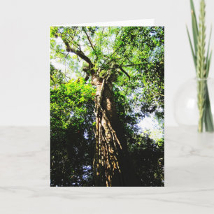 Looking up large tree in forest - Greeting cards
