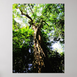 Looking up large tree in forest - Poster