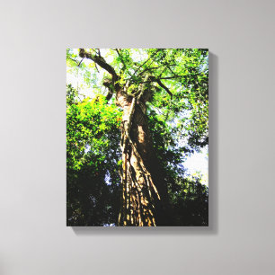 Looking up large tree in forest - Wrapped Canvas