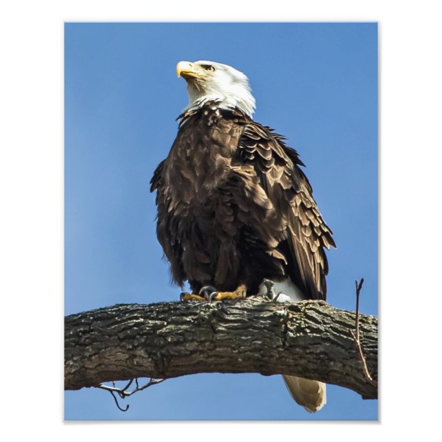 Looking Up Photo Print (Front)