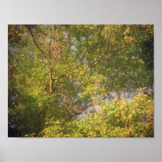 Looking Up Poster