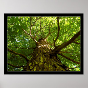 Looking Up Poster