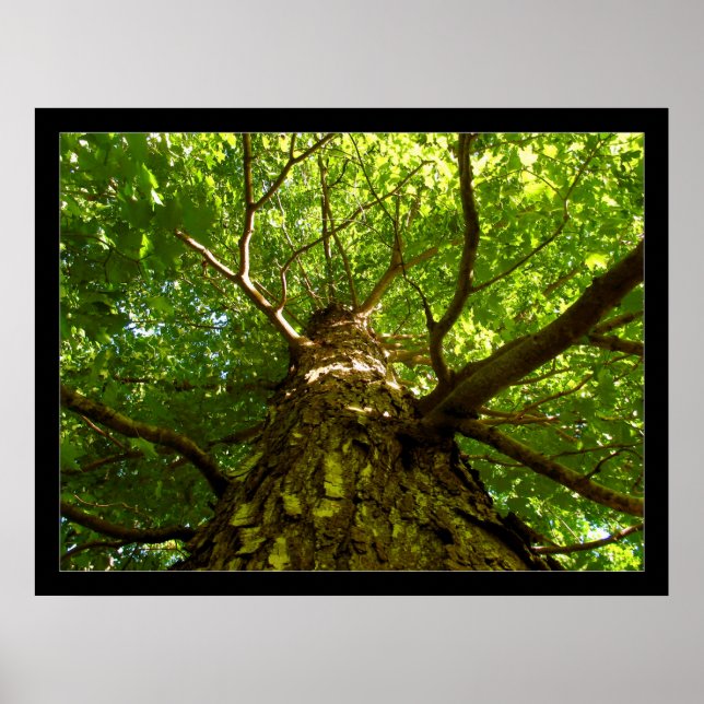 Looking Up Poster (Front)