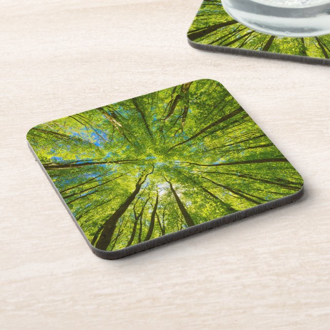 Looking up through green tree leaves coaster (Left Side)