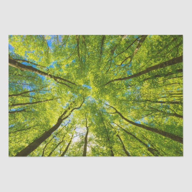 Looking up through green tree leaves tissue paper (Front)