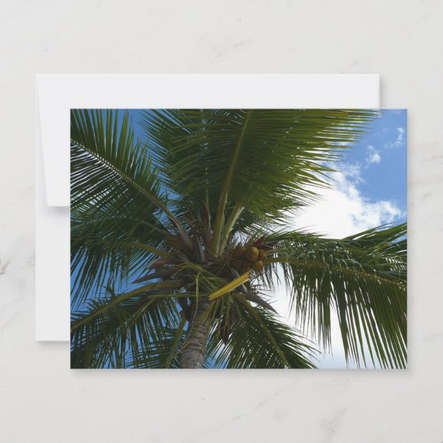 Looking Up to Coconut Palm Tree Tropical Nature (Front)