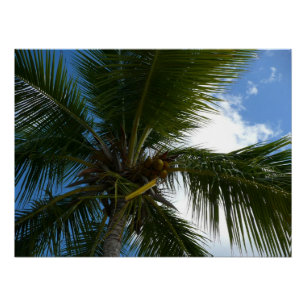 Looking Up to Coconut Palm Tree Tropical Nature Poster