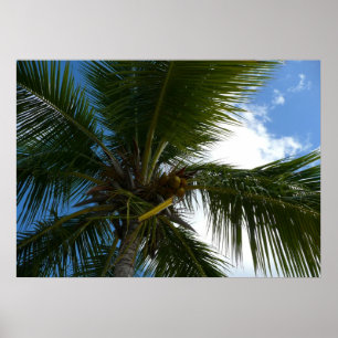 Looking Up to Coconut Palm Tree Tropical Nature Poster