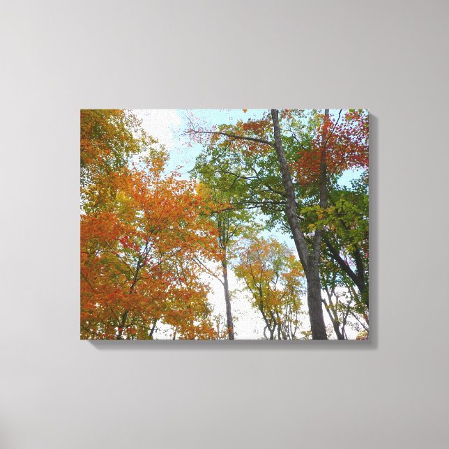 Looking Up to Fall Leaves I Colourful Fall Foliage Canvas Print (Front)