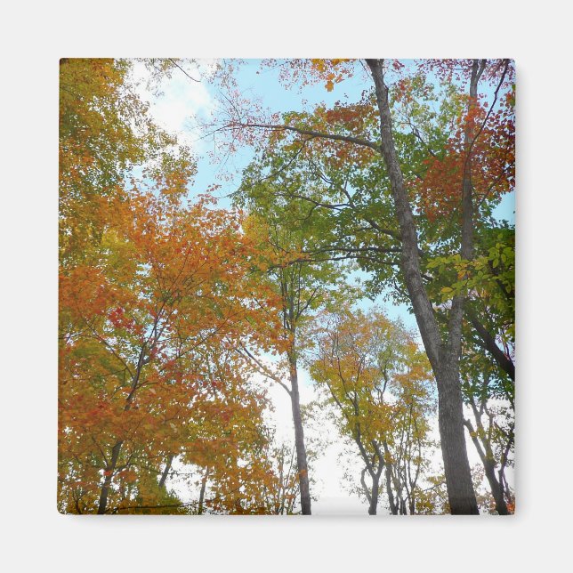 Looking Up to Fall Leaves I Colourful Fall Foliage Magnet (Front)