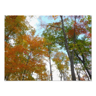 Looking Up to Fall Leaves I Colourful Fall Foliage Photo Print