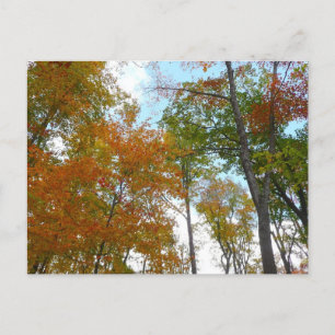 Looking Up to Fall Leaves I Colourful Fall Foliage Postcard